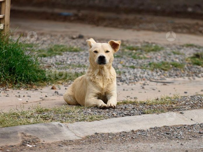Detectan gusano barrenador en tres perros en Juárez