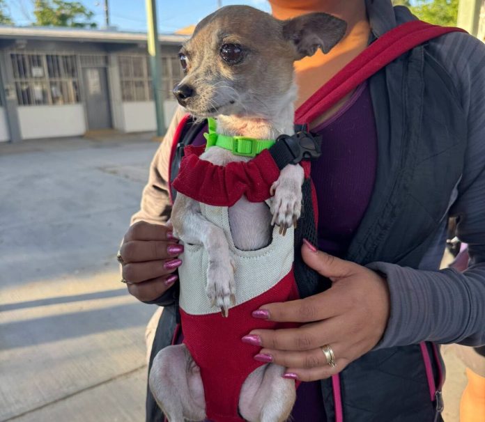 Esteriliza DABA a 716 perros y gatos durante jornadas gratuitas en Ciudad Juárez – ADN