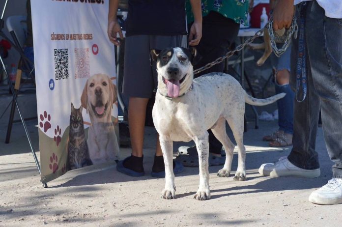 Realiza DABA más de mil esterilizaciones durante septiembre en Ciudad Juárez – ADN