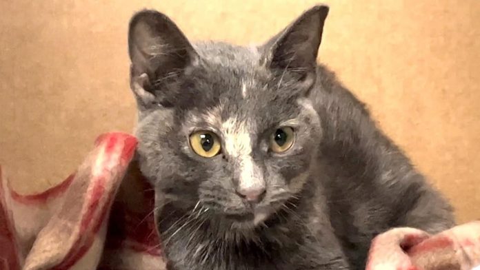 Suspenden Adopciones de Gatos en Ciudad Juárez